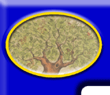 Check out our preliminary Family Tree